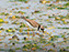 Semi-Palmated Plover