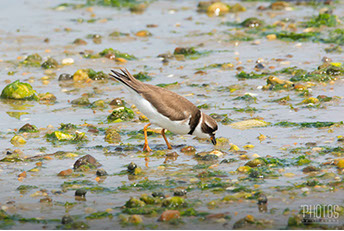 Semi-Palmated Plover