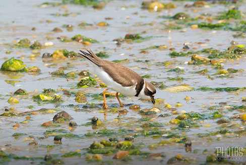 Cape Henlopen State Park, Semi-Palmated Plover