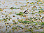 Semi-Palmated Plover