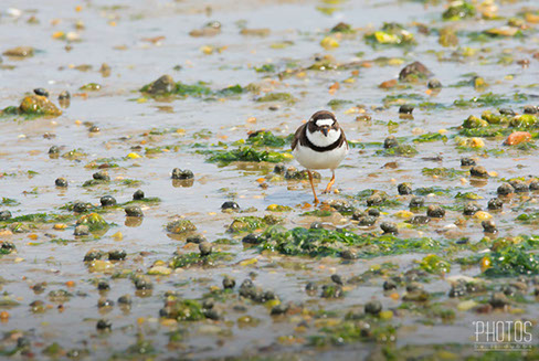 Semi-Palmated Plover