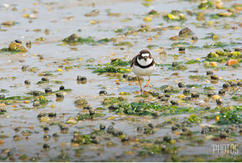 Semi-Palmated Plover