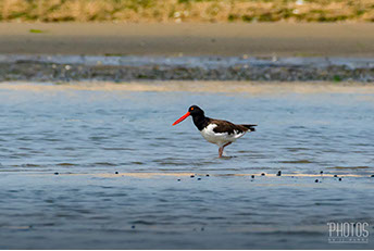 American Oystercatcher