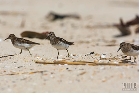 Least Sandpipers