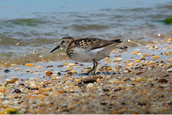 Least Sandpiper