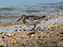 Cape Henlopen State Park, Least Sandpipers