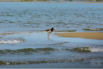 American Oystercatcher