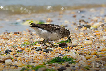 Least Sandpiper