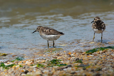 Least Sandpipers
