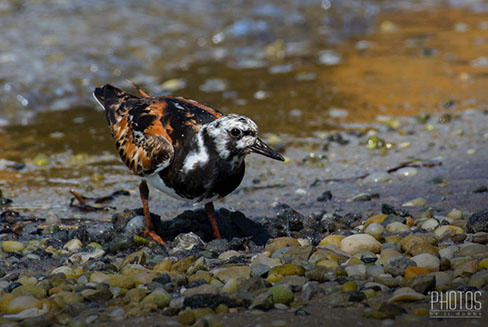 Ruddy Turnstone