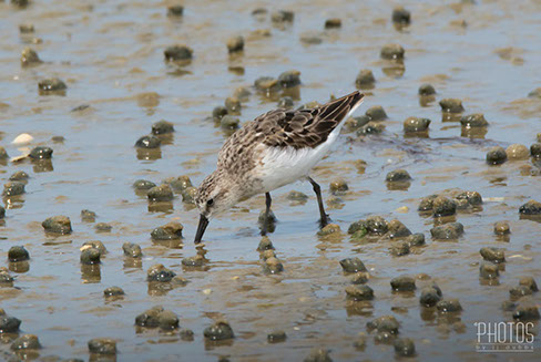 Least Sandpiper