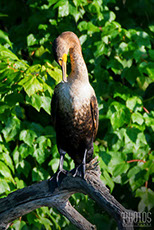 Cormorant