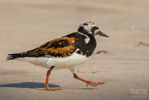 Ruddy Turnstone