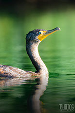Cormorant