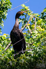 Cormorant
