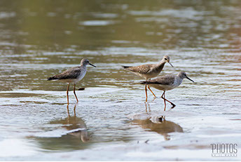 Greater Yellowlegs