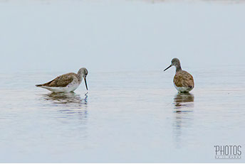 Greater Yellowlegs