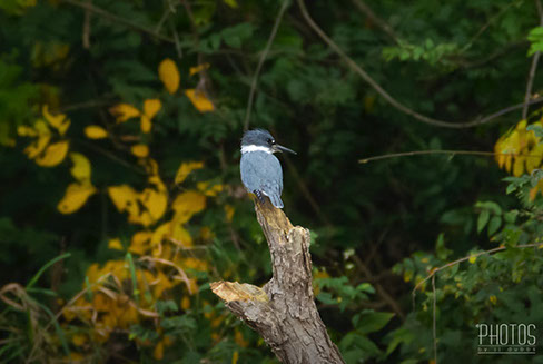Belted Kingfisher