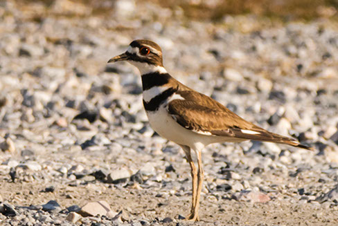 Killdeer