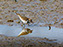 Killdeer