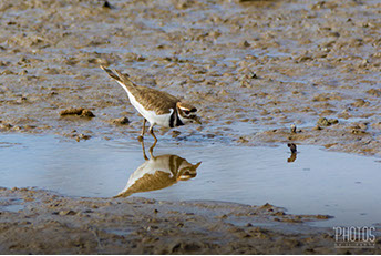 Killdeer