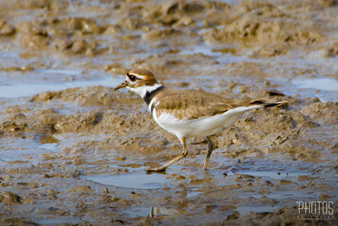 Killdeer
