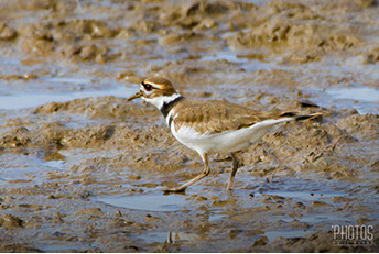 Killdeer