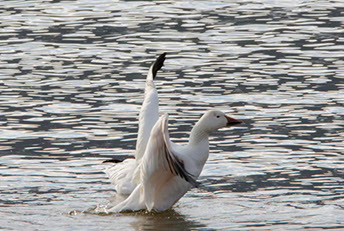 Snow Geese