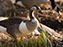 Canada-Graylag Goose Hybrid