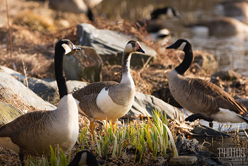 Canada-Graylag Goose Hybrid