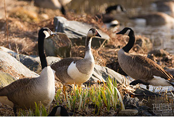 Canada-Graylag Goose Hybrid