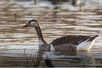 Canada-Graylag Goose Hybrid