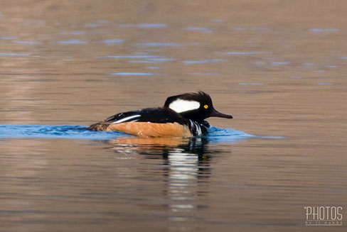 Hooded Merganser