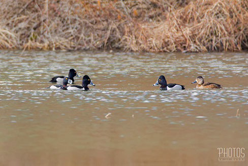 Ring-Neck Ducks