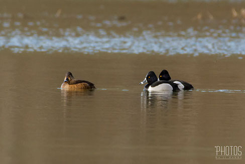 Ring-Neck Ducks