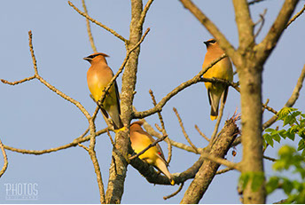 Cedar Waxwing