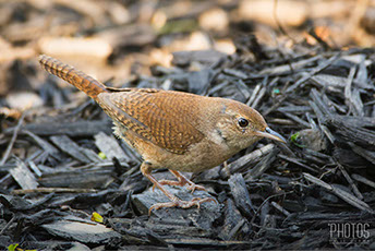 House Wren