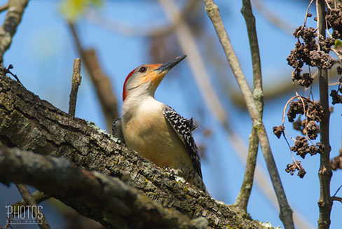 Red-Bellied Woodpecker