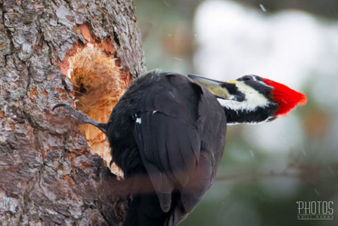 Pileated Woodpecker