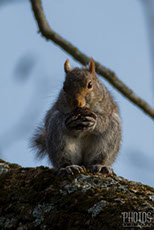 Gray Squirrel
