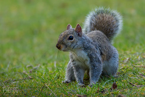Gray Squirrel