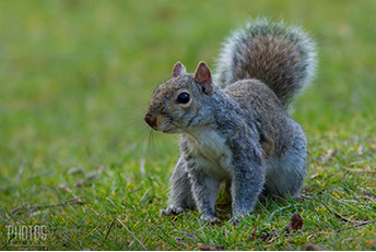 Gray Squirrel