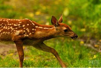 White-Tailed Deer