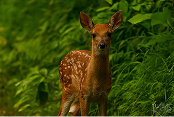 White-Tailed Deer