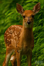 White-Tailed Deer