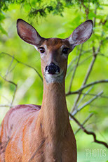 White-Tailed Deer