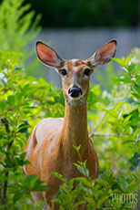 White-Tailed Deer