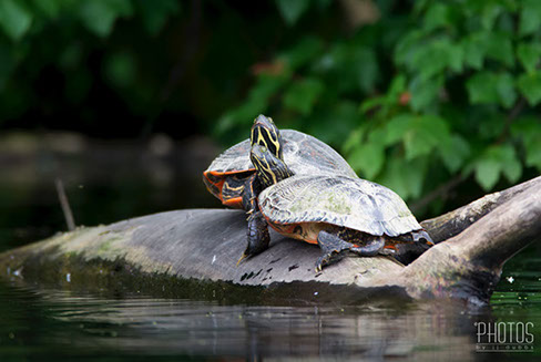 Painted Turtle