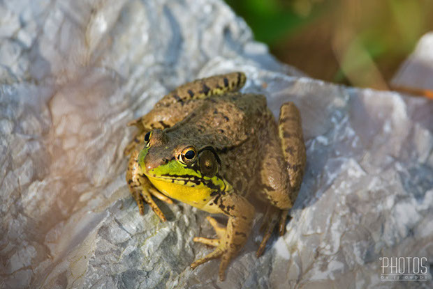 Green Frog Green Frog