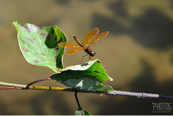 Red Skimmer
